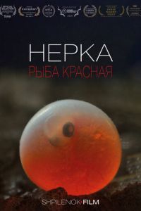 Нерка. Рыба красная (2020)